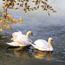 Swans